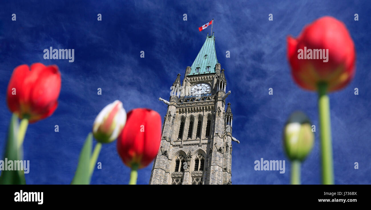 El Parlamento canadiense, la Torre de la paz rodeado de tulipanes rojos Foto de stock