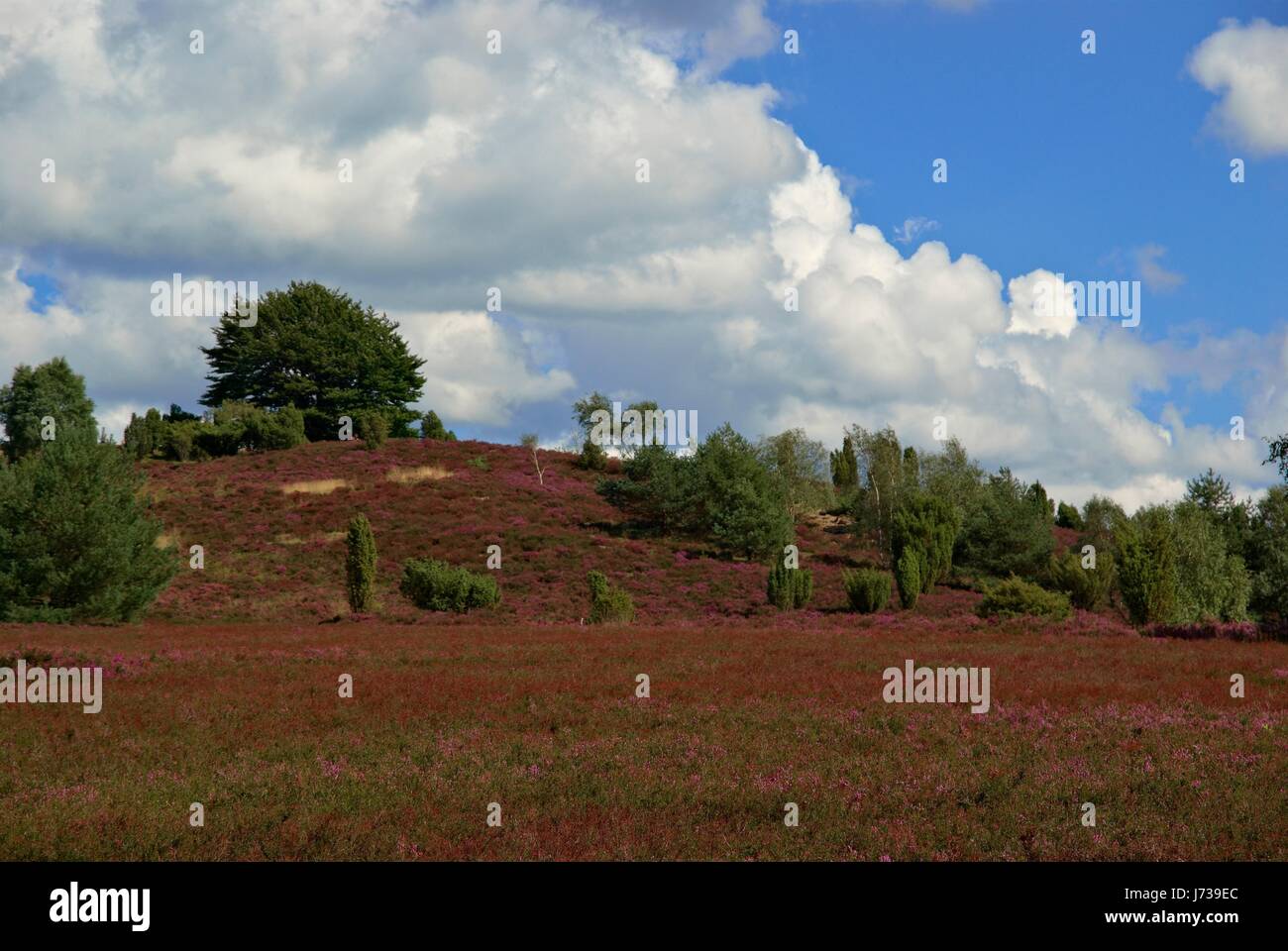 Brezo lneburg Foto de stock