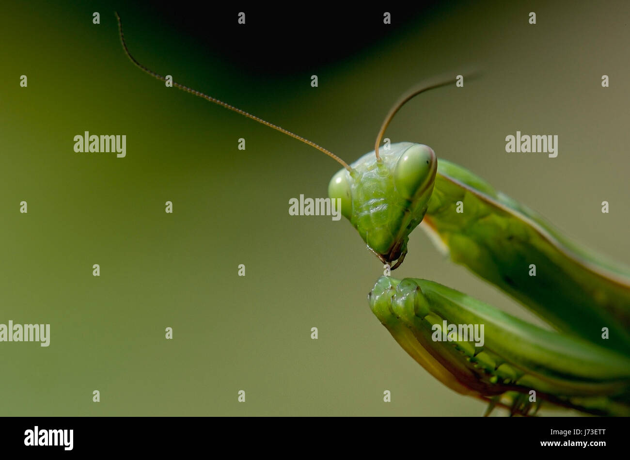 Animales saltamontes insecto depredador fangschrecke gottesanbeterin mantis Foto de stock