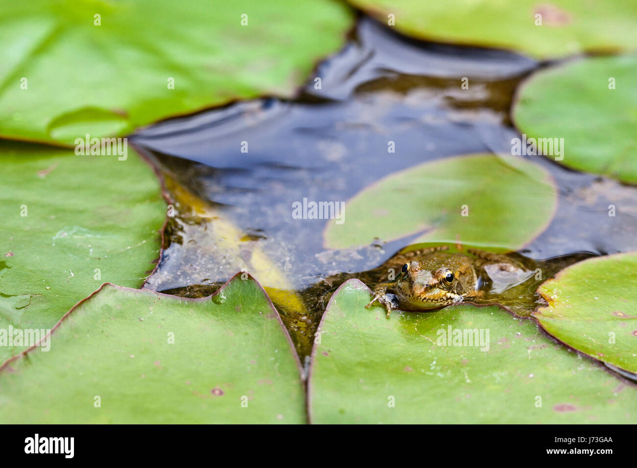 Leaf fauna flora frog fresh Fotos e Imágenes de stock - Alamy