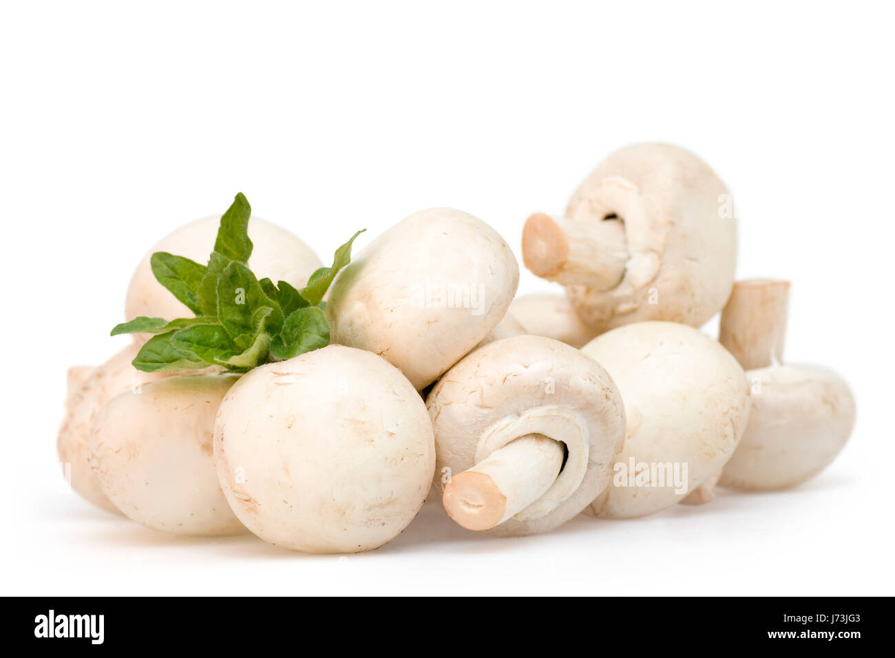 Dieta champignon speisepilz orégano isoliert speisen rohtextfreiraum Pilz Foto de stock