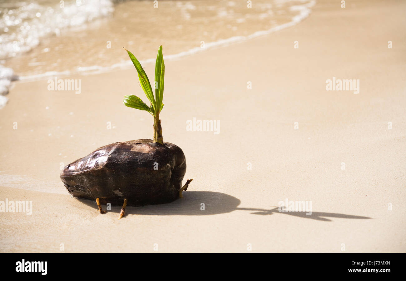 Balneario La playa seashore palmera de coco hojas de plántulas existe vida Foto de stock