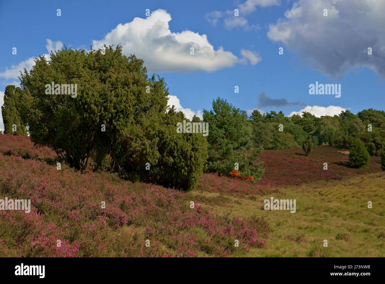 Heath árboles árbol para vacaciones vacaciones vacaciones turismo de conservación Foto de stock