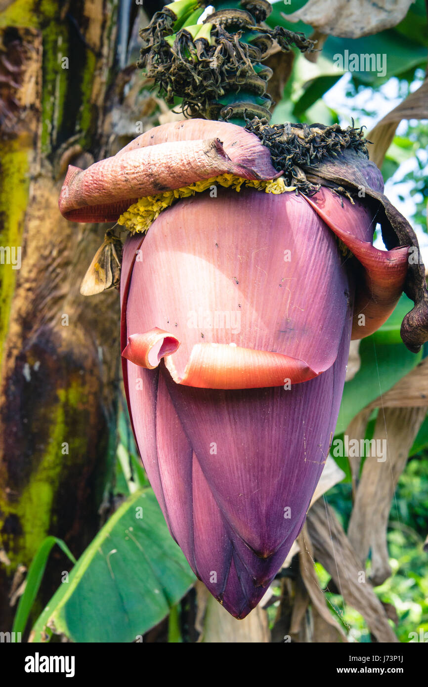 Primer plano de una flor de banano siguen conectados a la planta. Foto de stock