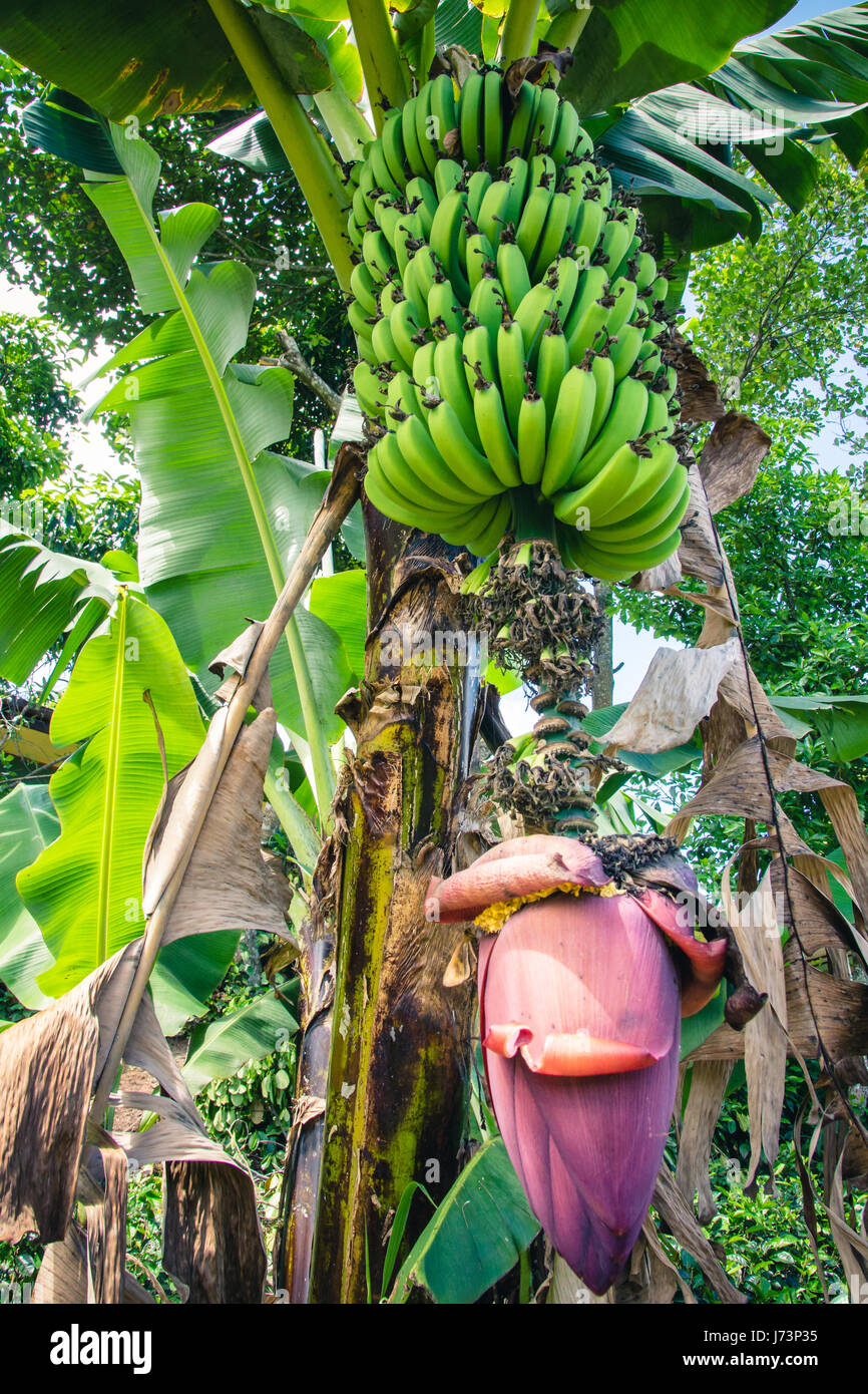 Los plátanos y bananos flor aún conectado al árbol. Foto de stock