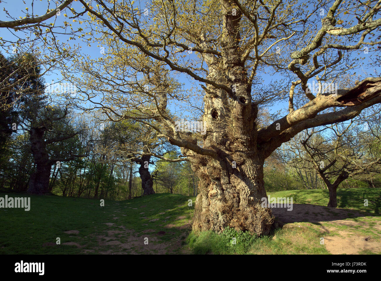 Chatelherault Country Park Cadzow Oaks, Hamilton alto parques, Hamilton, South Lanarkshire Foto de stock