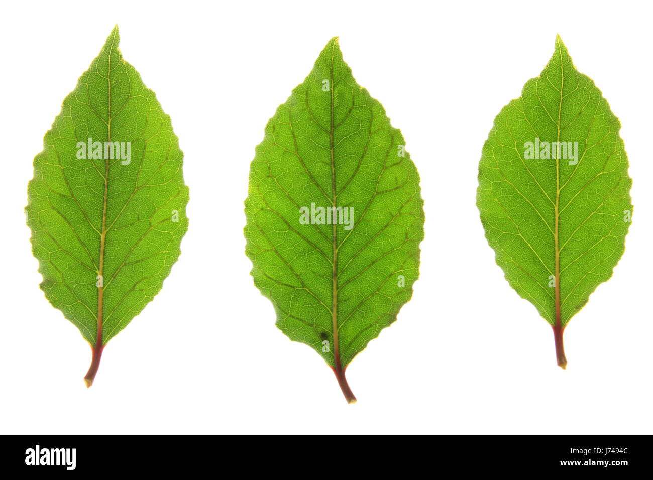 3 hoja de laurel especias aromáticas de sabor cocina cocina cocineros