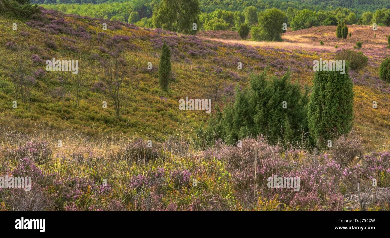 heideblte Foto de stock