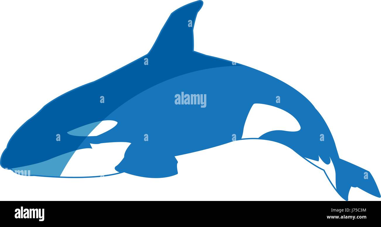 Killer whale cetacea, animal, animales acuáticos orca ilustración vectorial Ilustración del Vector