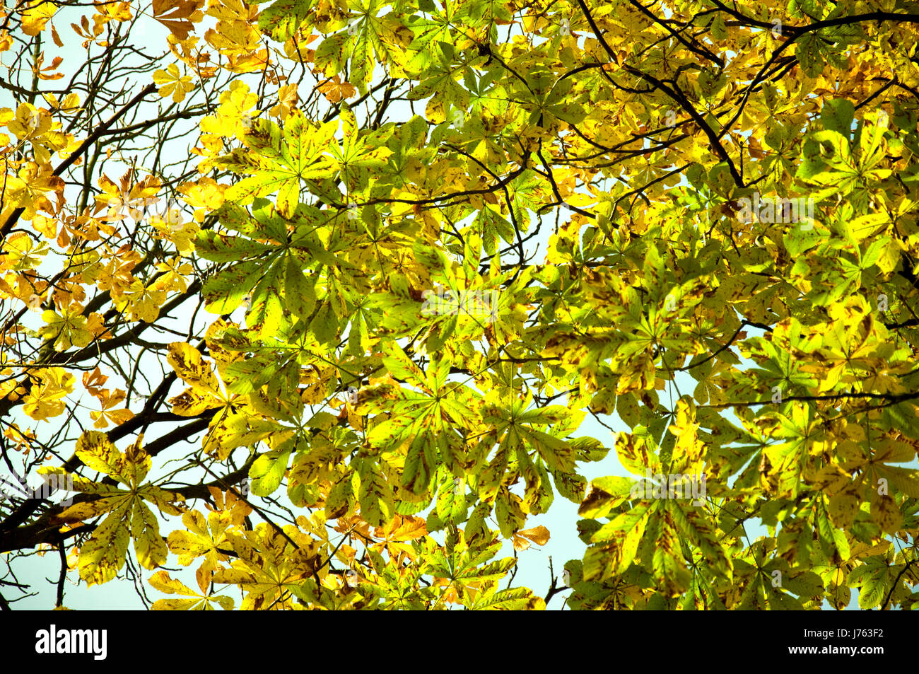 Las hojas del árbol Sol sol firmamento cielo castaño caída de árbol de hoja de otoño Foto de stock