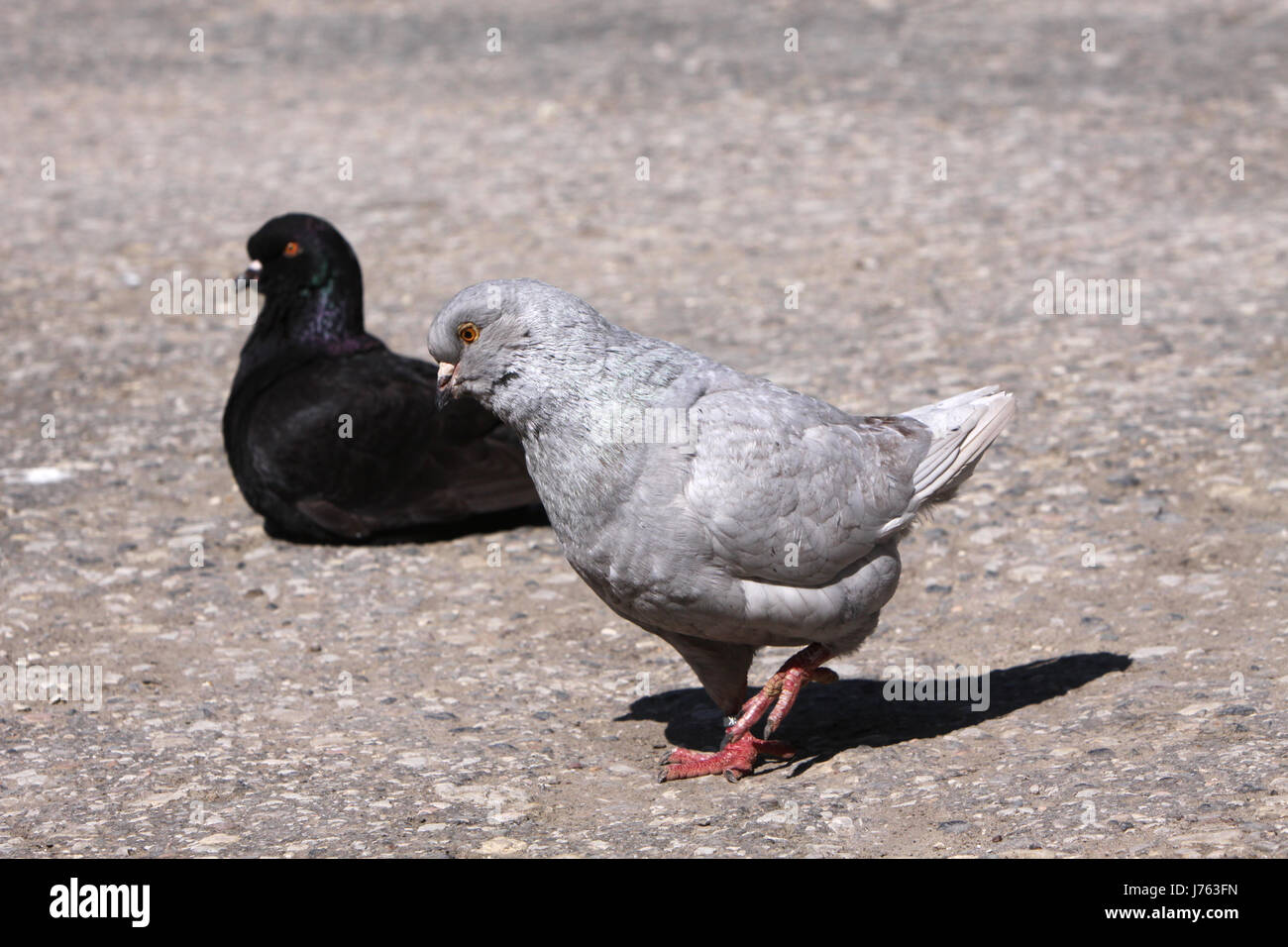 Aves aves palomas paloma pájaro del animal doméstico swarthy jetblack negros pájaros negros profundos Foto de stock