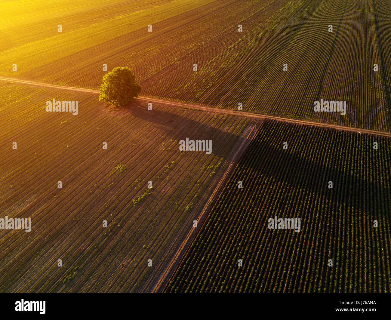 Árbol caducifolio solitaria en el campo cultivado en Sunset, drone pov de paisaje de interior Foto de stock