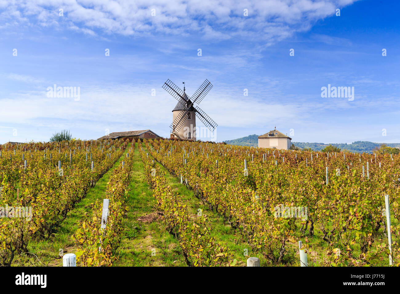 Francia, Saone et Loire, Beaujolais región, Romaneche Thorins, los viñedos del Moulin a Vent en otoño Foto de stock
