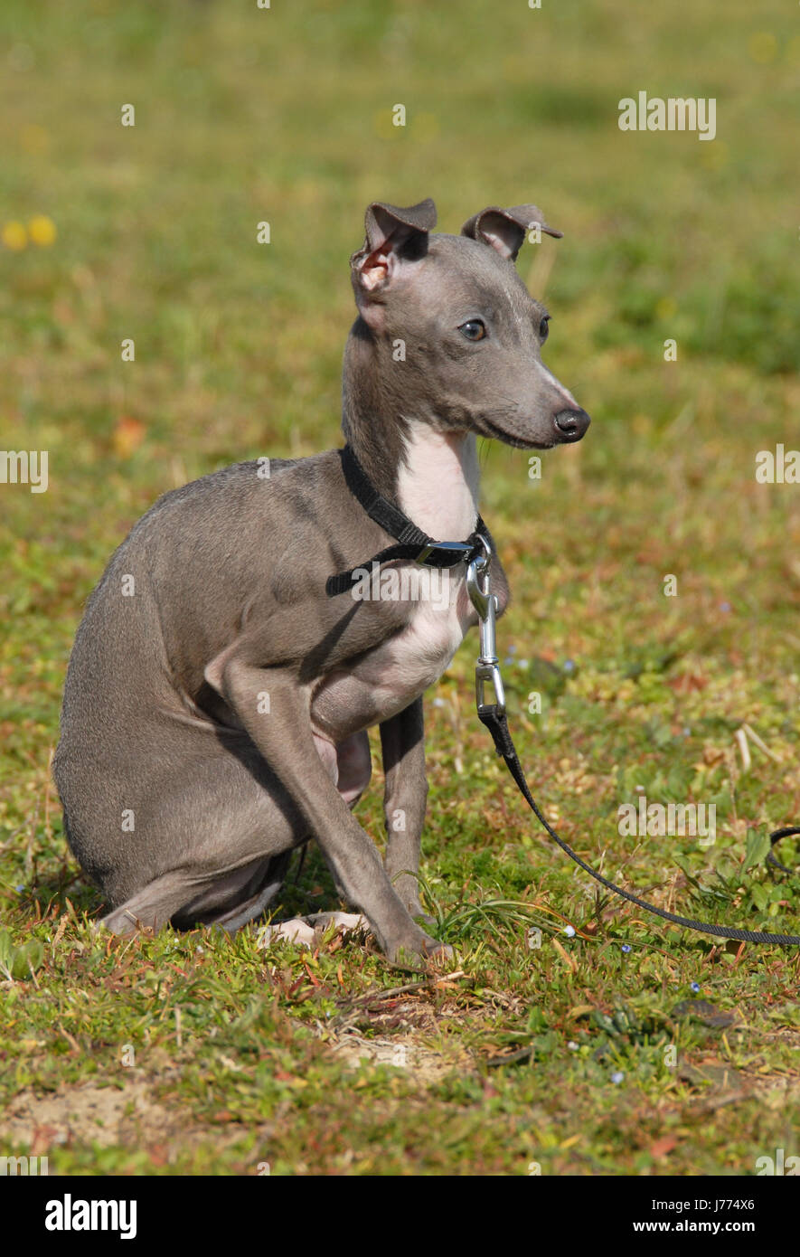 Cachorro de perro galgo italiano beauteously hermoso animal bonito retrato  de mascotas Fotografía de stock - Alamy