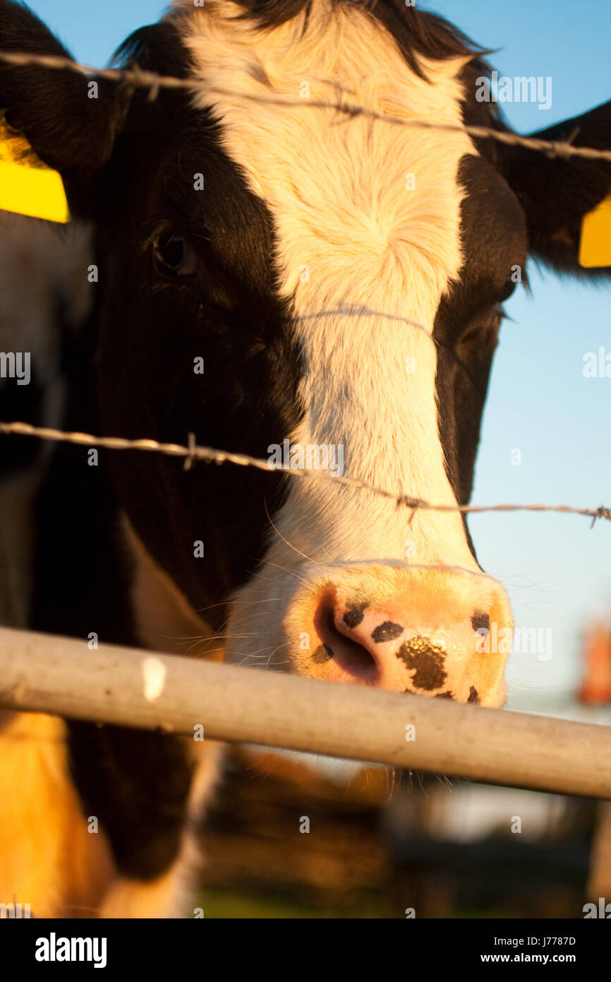 Agricultura La agricultura animal vaca cercas alambradas de protección animal crueldad Foto de stock