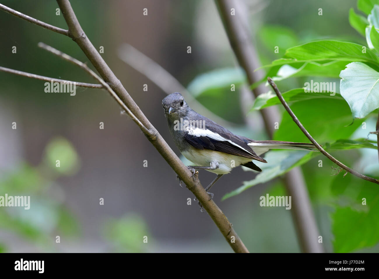 Dhaka, Bangladesh. 23 Mayo, 2017. El oriental Magpie-robin (Copsychus saularis) descansa sobre un árbol en un parque en Dhaka, Bangladesh, 23 de mayo de 2017. El oriental Magpie-robin es ave nacional de Bangladesh y es comúnmente conocido como Doel. El oriental Magpie-robin es una pequeña aves paseriformes que anteriormente fue clasificado como un miembro de la familia Turdidae zorzal, pero ahora se considera un mundo viejo flycatcher. Son característicos los pájaros en blanco y negro con una larga cola que se mantiene recta como forrajea en el suelo o la perca llamativamente. Crédito: SK Hasan Ali/Alamy Live News Foto de stock