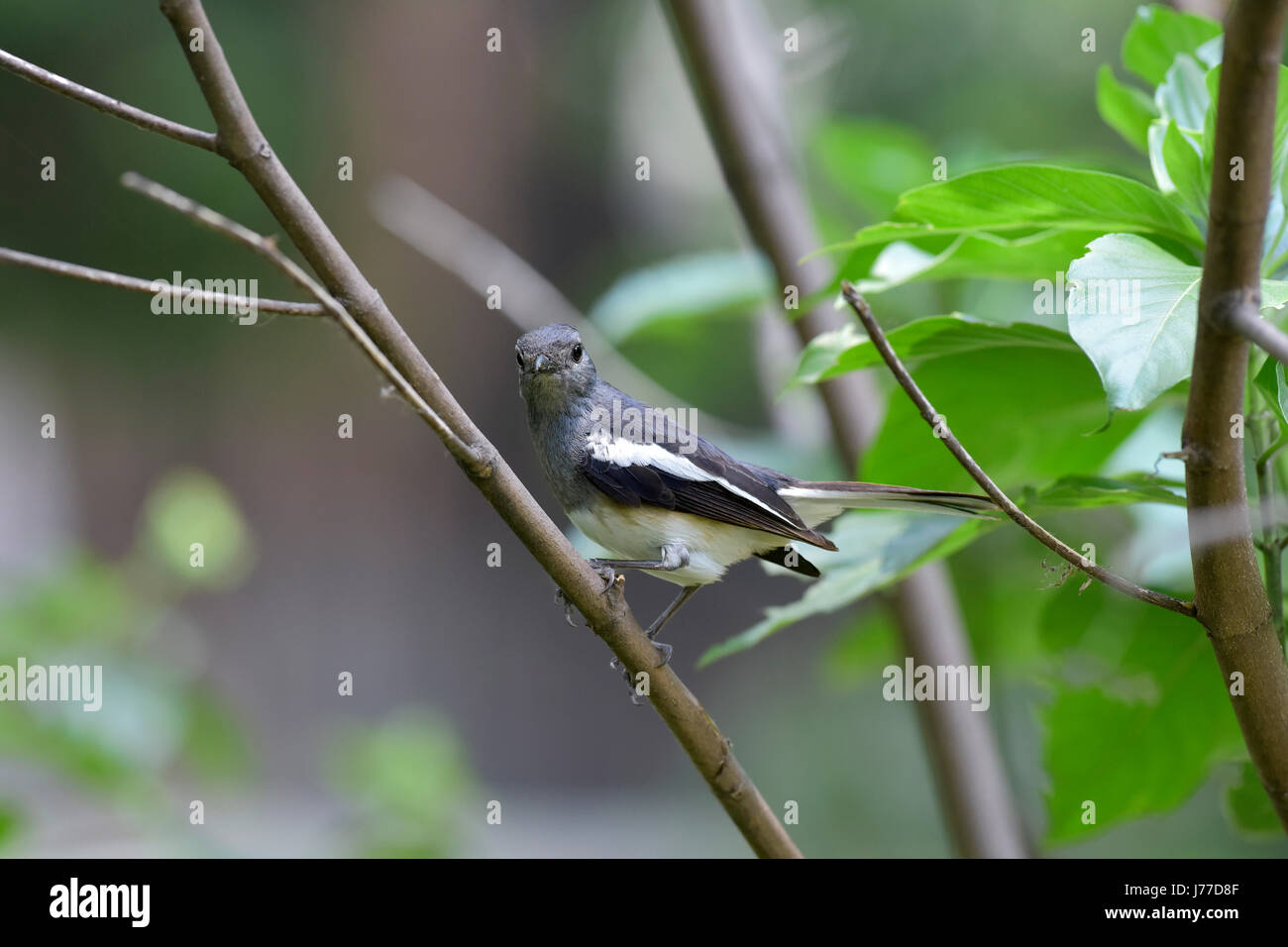 Dhaka, Bangladesh. 23 Mayo, 2017. El oriental Magpie-robin (Copsychus saularis) descansa sobre un árbol en un parque en Dhaka, Bangladesh, 23 de mayo de 2017. El oriental Magpie-robin es ave nacional de Bangladesh y es comúnmente conocido como Doel. El oriental Magpie-robin es una pequeña aves paseriformes que anteriormente fue clasificado como un miembro de la familia Turdidae zorzal, pero ahora se considera un mundo viejo flycatcher. Son característicos los pájaros en blanco y negro con una larga cola que se mantiene recta como forrajea en el suelo o la perca llamativamente. Crédito: SK Hasan Ali/Alamy Live News Foto de stock