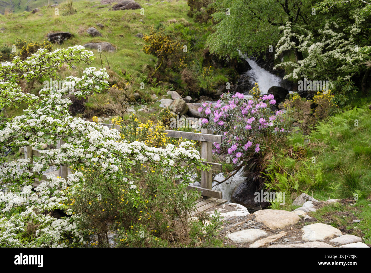 Floración espino albar (Crataegus monogyna) bush flores junto a un sendero en finales de primavera a principios de verano. Cwm Dyli Nant Gwynant Gwynedd Wales Reino Unido Gran Bretaña Foto de stock