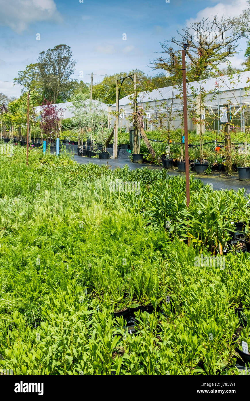 Plantas de venta en un centro de jardinería o vivero de plantas. Foto de stock