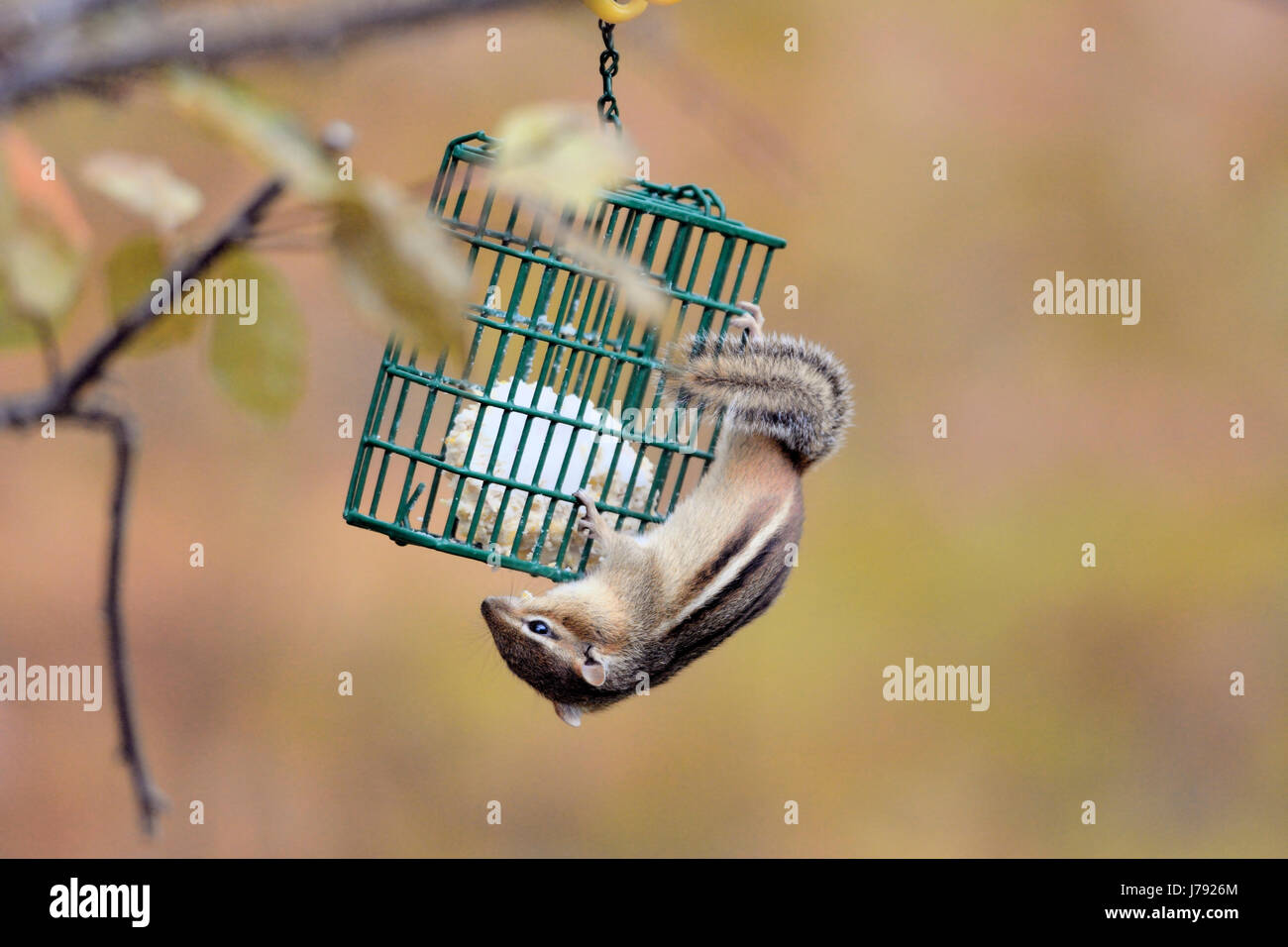 Chipmunk oriental - (Tamias striatus) visitas un comedero para pájaros Foto de stock