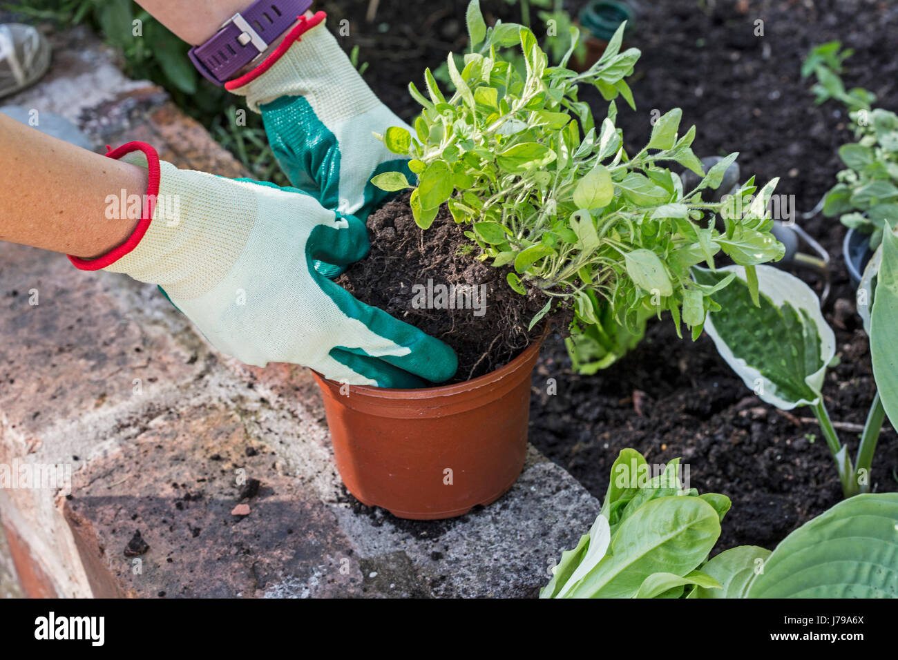 Mano De Jardinero Mujer En Guantes De Jardinería Plantando Brotes En El  Huerto. Concepto De Trabajo De Jardín De Primavera Imagen de archivo -  Imagen de granja, hoja: 176598241