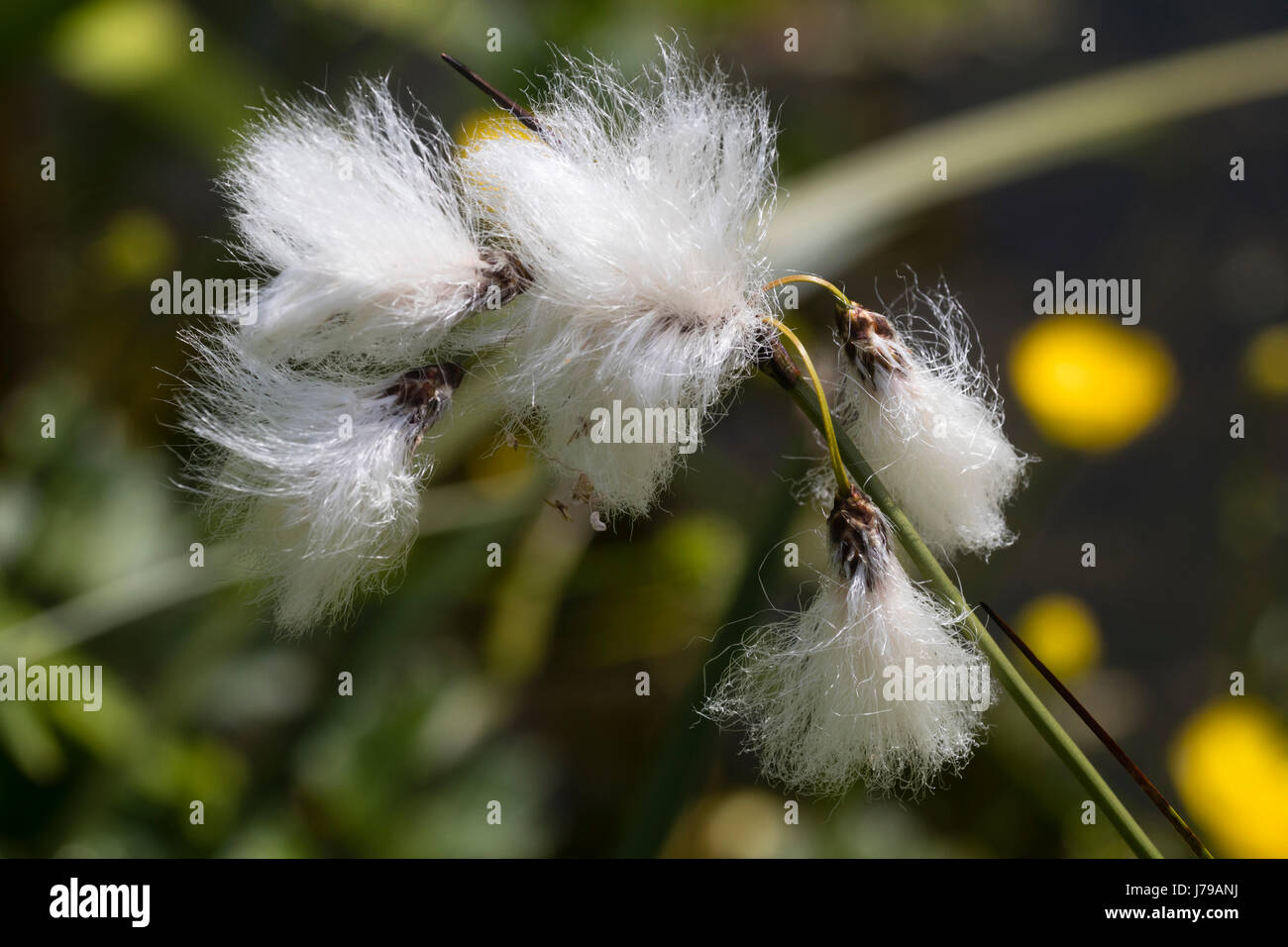 Feathery cabezas de semillas de la planta acuática marginal de pantano Eriophorum angustifolium, pasto de algodón Foto de stock