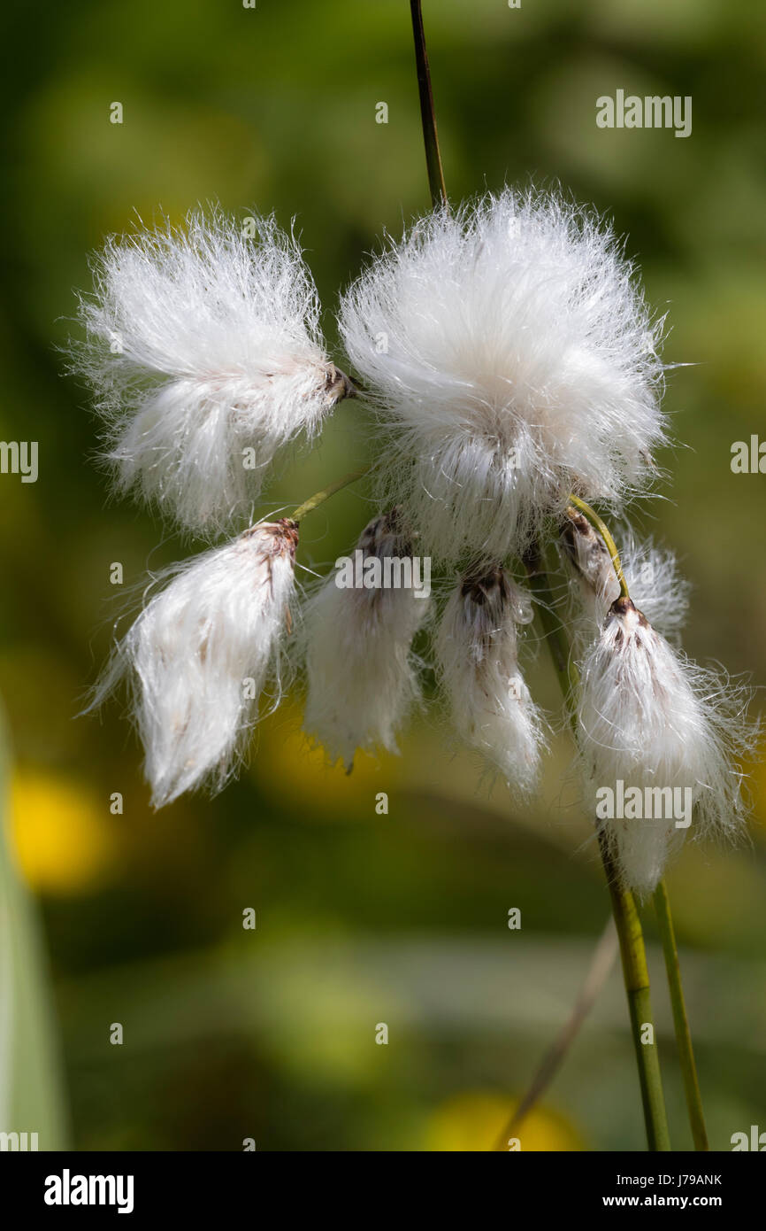Feathery cabezas de semillas de la planta acuática marginal de pantano Eriophorum angustifolium, pasto de algodón Foto de stock