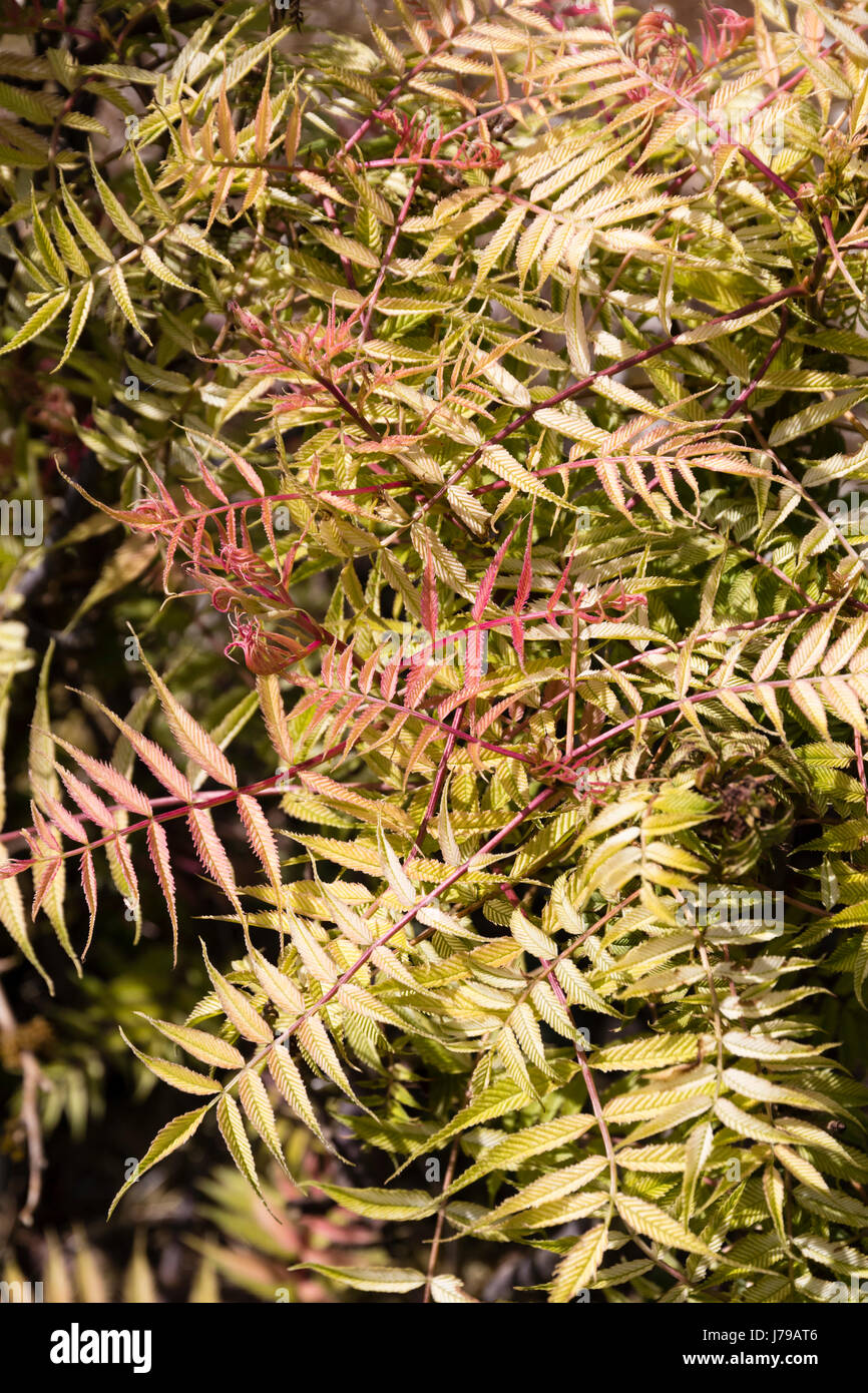Follaje joven teñidas de color rojo de la Cut hojas, false goatsbeard arbusto Sorbaria sorbifolia 'Sem' Foto de stock