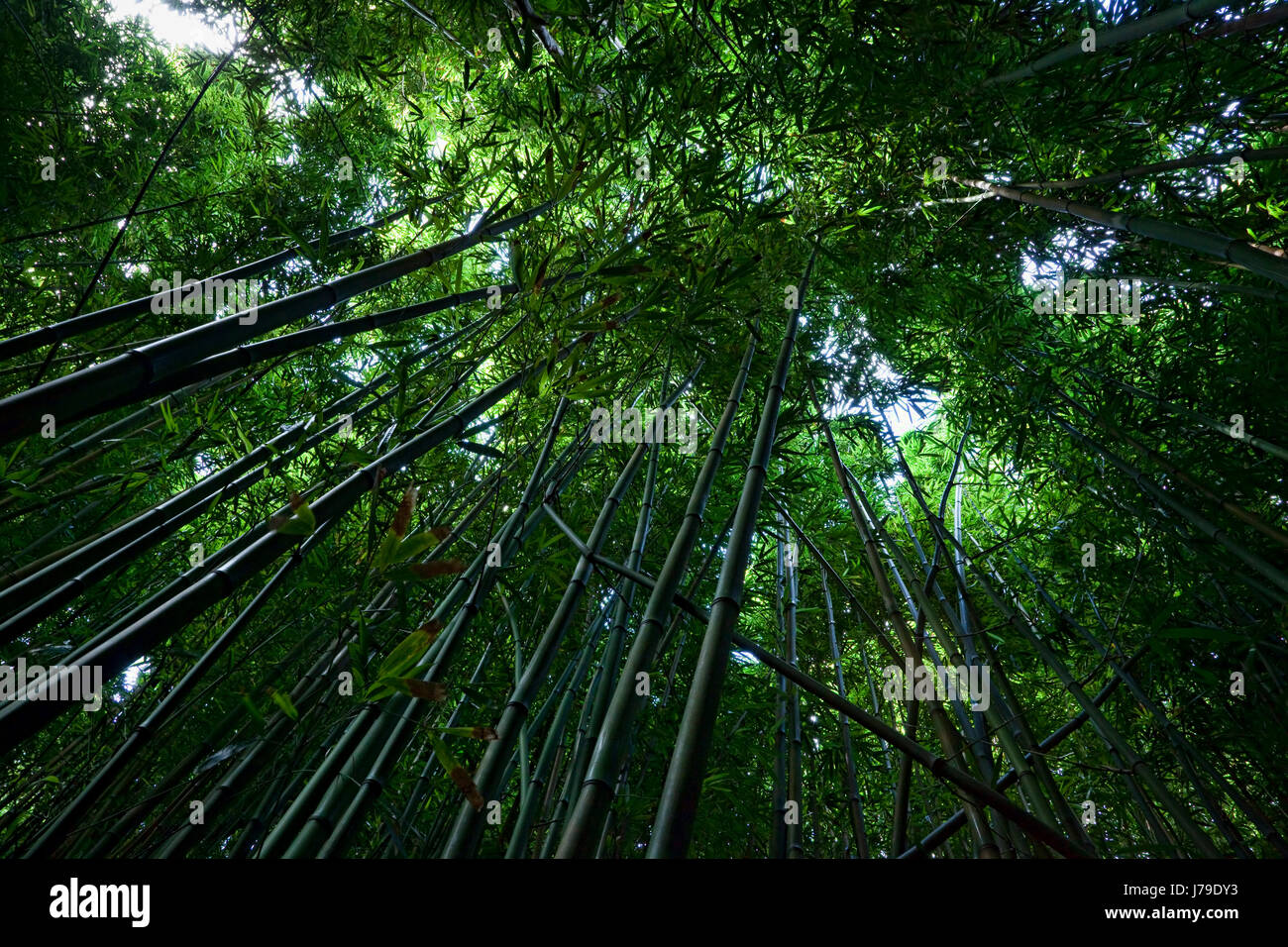 bambú Foto de stock