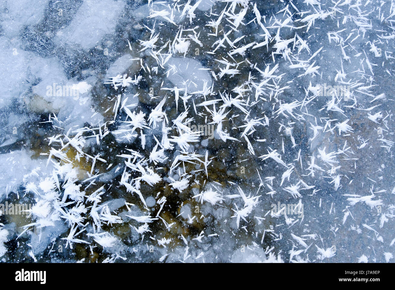Eiskristalle auf Eisschicht, Naturschutzgebiet Isarauen, Oberbayern, Bayern, Deutschland Foto de stock