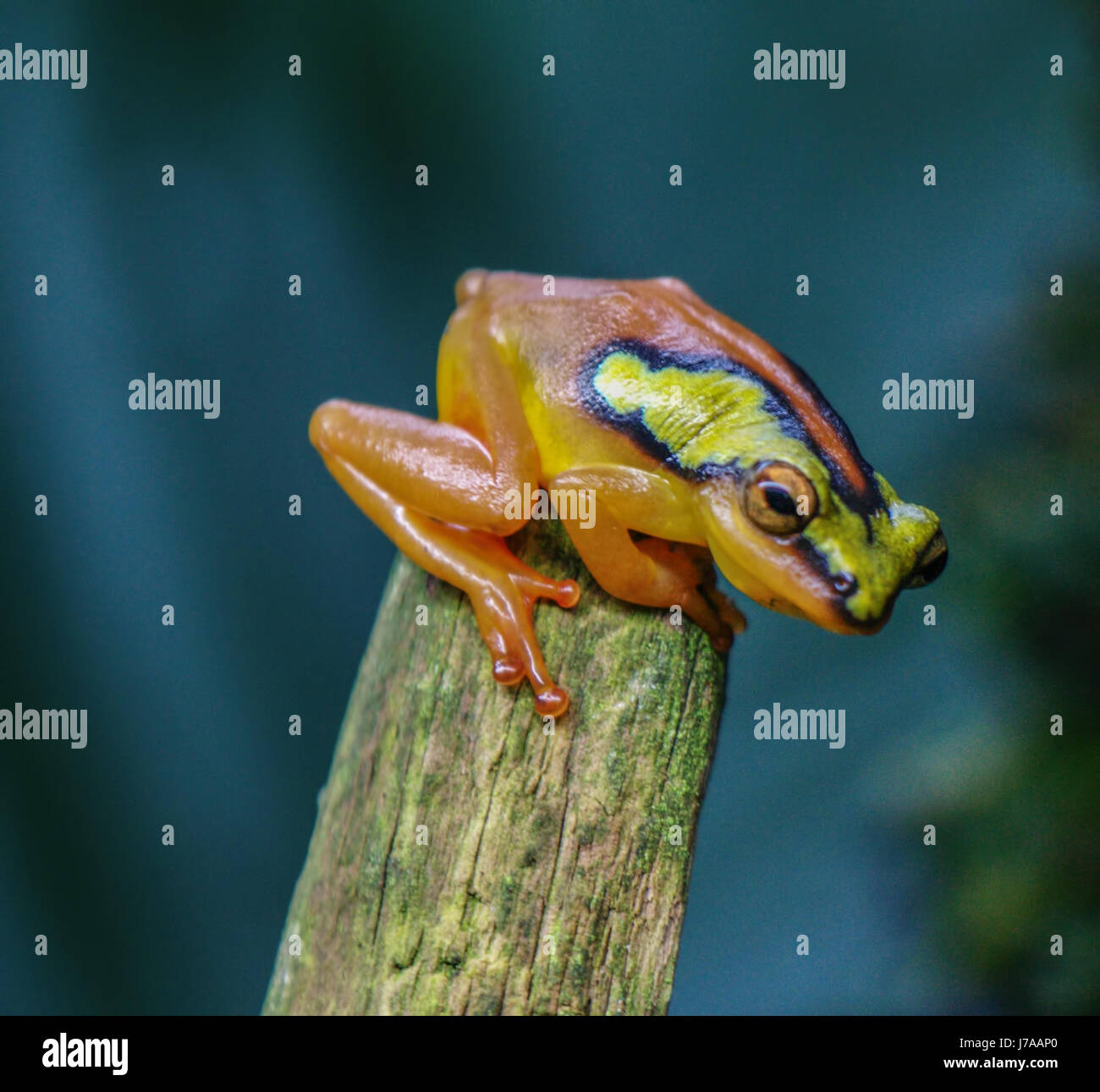 Un colombiano Golden Poison Dart Frog. Foto de stock
