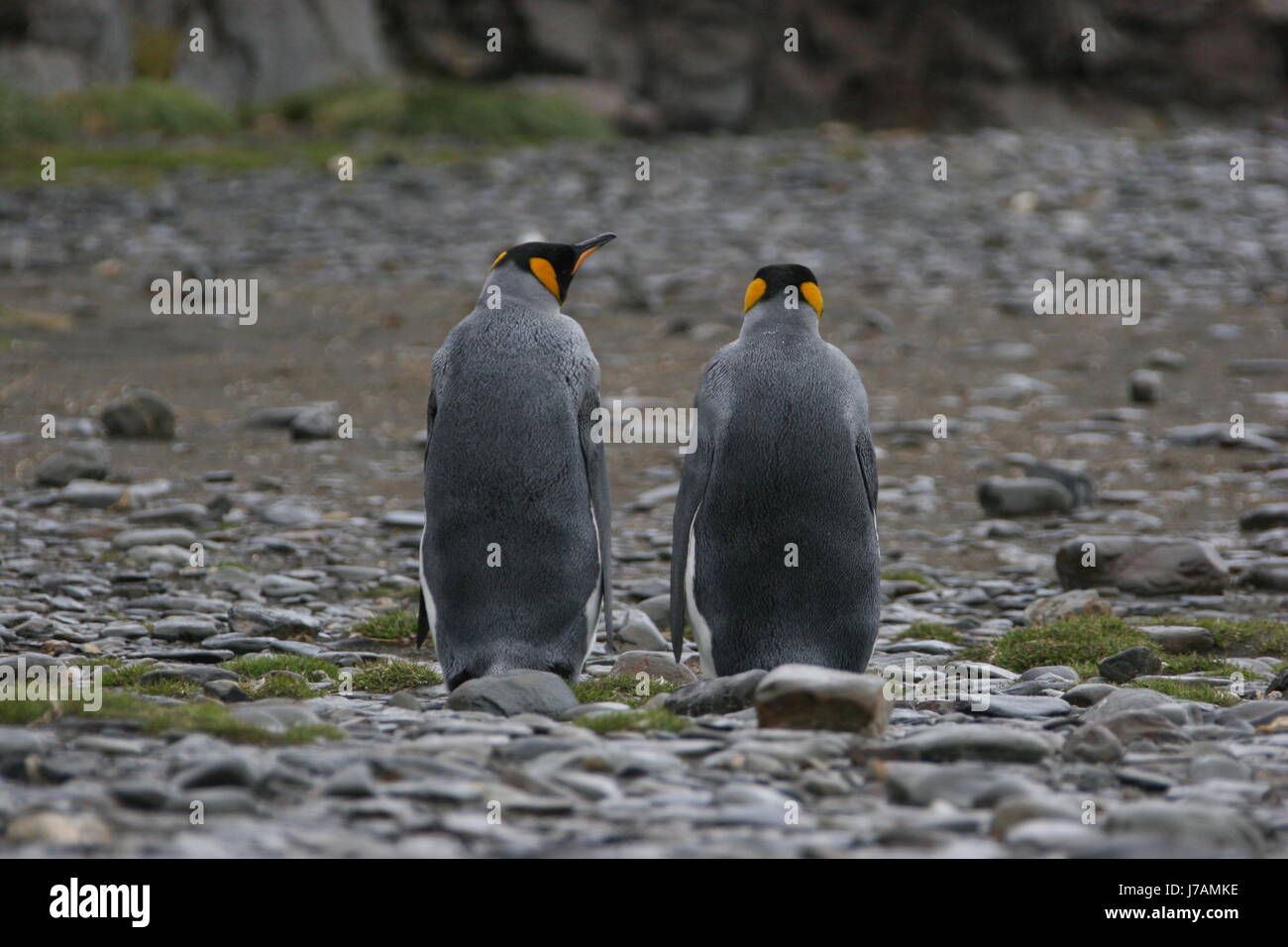 Animal animal pareja pareja antártica antártica plumas vigilante a pie proteger Foto de stock