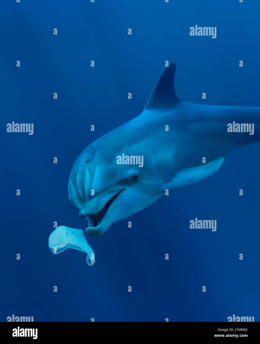 El delfín mular, Tursiops truncatus. Jugando con una bolsa de plástico. Comer una bolsa de plástico. Azores, Portgal Foto de stock