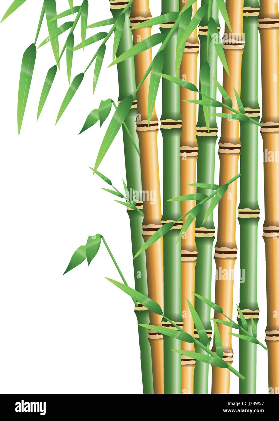 Hojas de bambú bambú decoración vegetal de hojas de bambú decorativo  arreglo Fotografía de stock - Alamy
