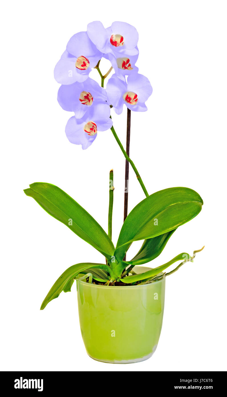 Orquídea malva flores en un jarrón verde, Orchidaceae, Phalaenopsis  conocida como la polilla Orchid, abreviado Phal. Fondo blanco Fotografía de  stock - Alamy