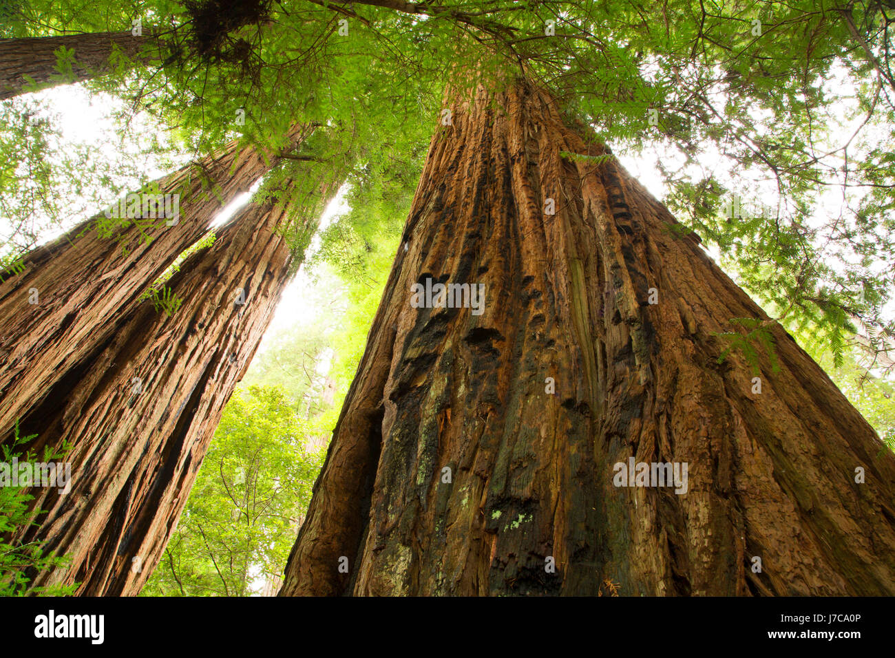 Costa redwood (Sequoia sempervirens) a lo largo de la Stout Grove Trail, Jedediah Smith Redwoods State Park, el parque nacional de Redwood, California Foto de stock