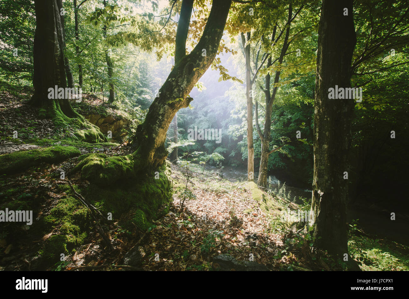 Viejos árboles en el paisaje natural del bosque verde Foto de stock