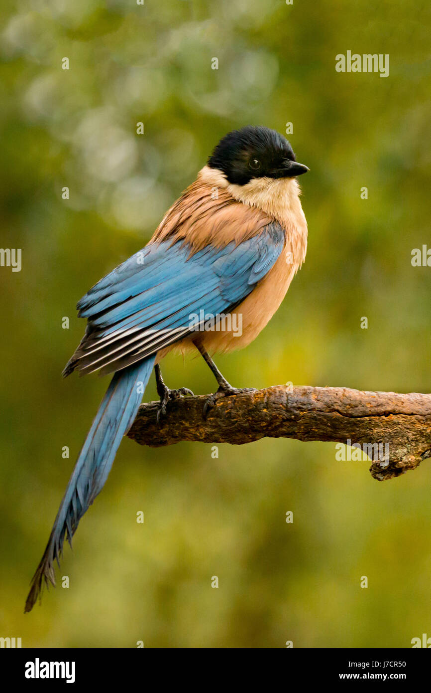 Bonito pequeño pájaro negro con cabeza y cola azul sobre una rama con un fondo verde beautifgul Foto de stock