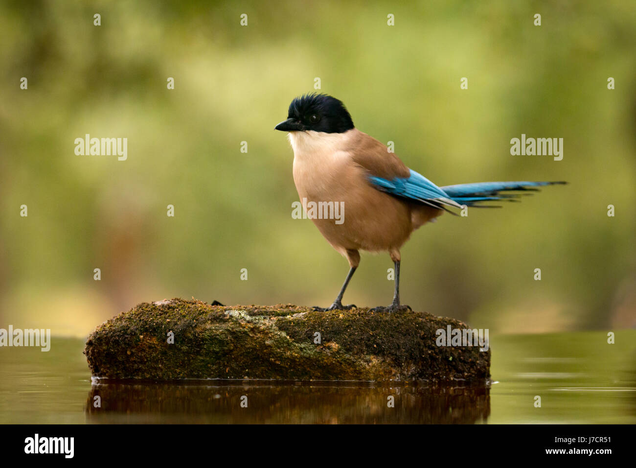 Pájaro negro con cabeza y cola azul sobre una piedra en medio del lago Foto de stock