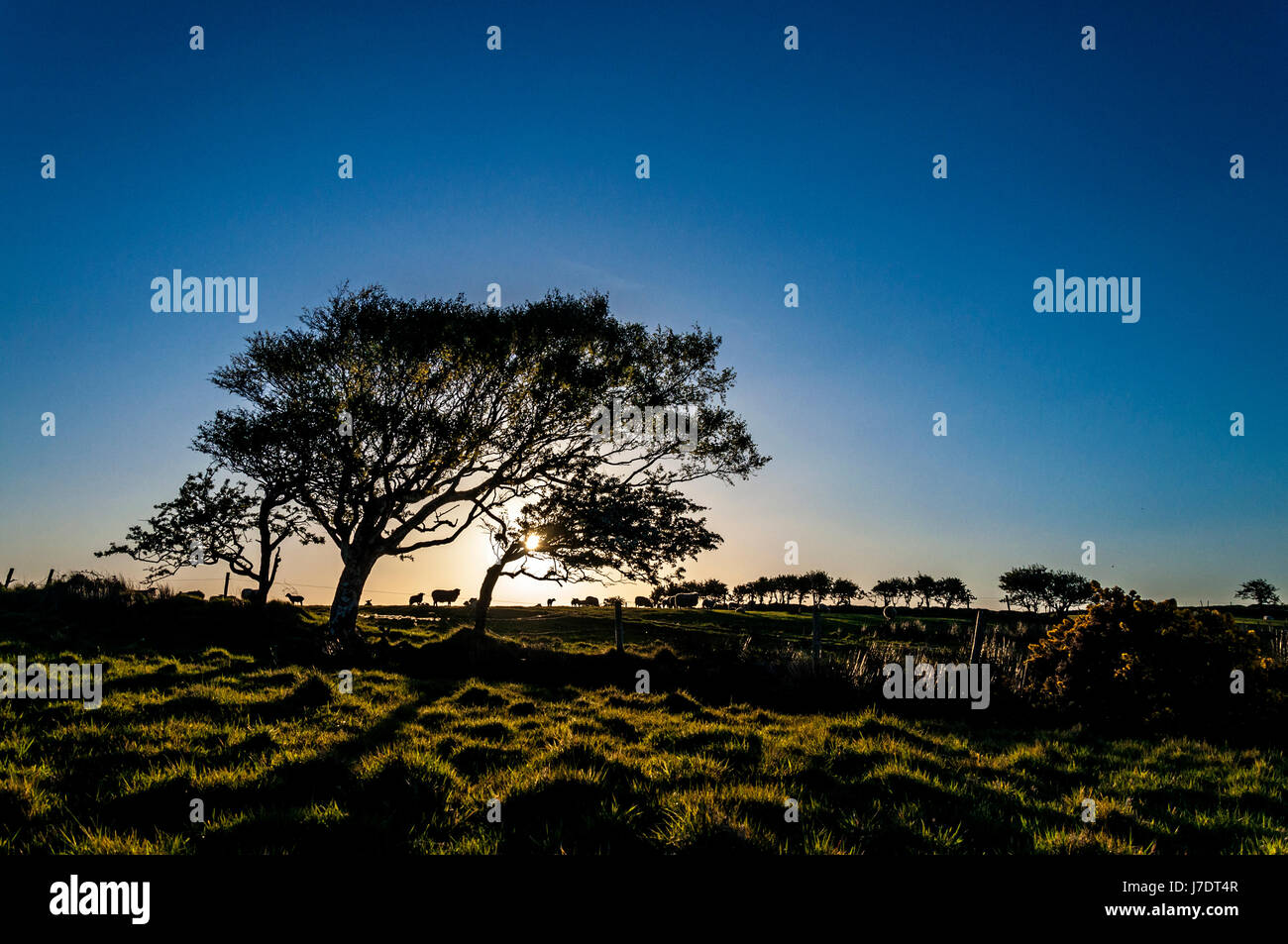 Las ovejas y corderos al amanecer amanecer en una granja en el condado de Donegal, Irlanda Foto de stock