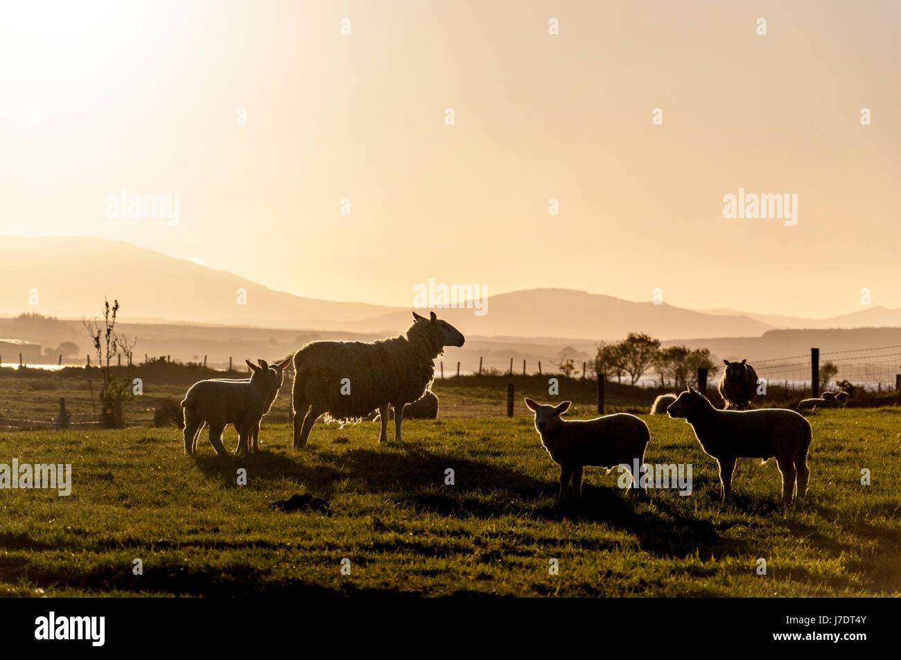 Las ovejas y corderos al amanecer amanecer en una granja en el condado de Donegal, Irlanda Foto de stock