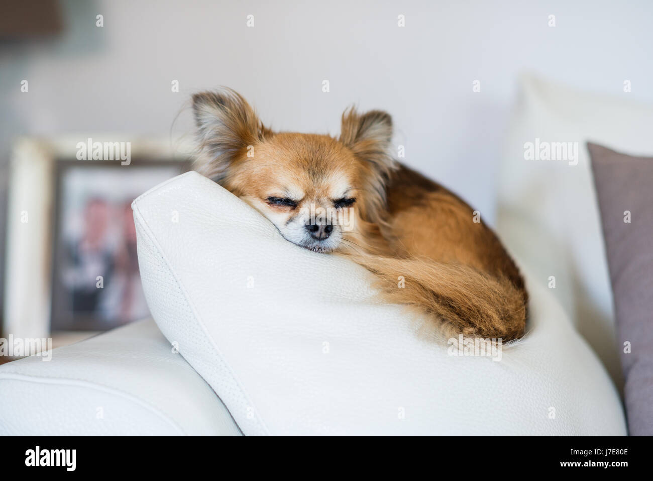 Dormir perro chihuahua Foto de stock