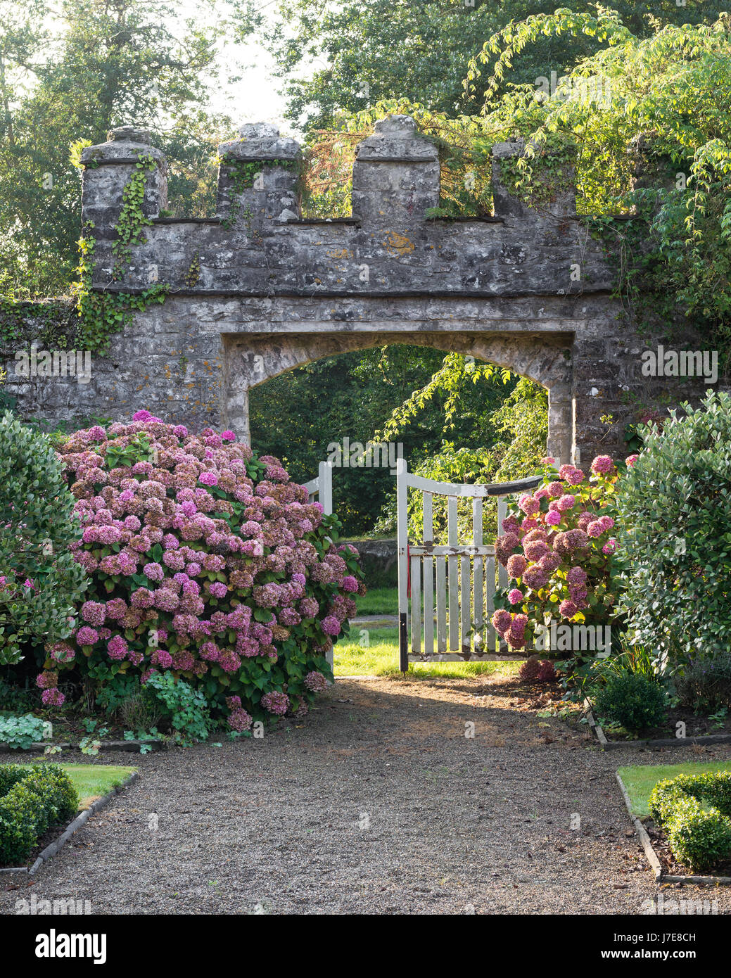 Las hortensias rosa en la aguerrida puerta del patio cercado Foto de stock