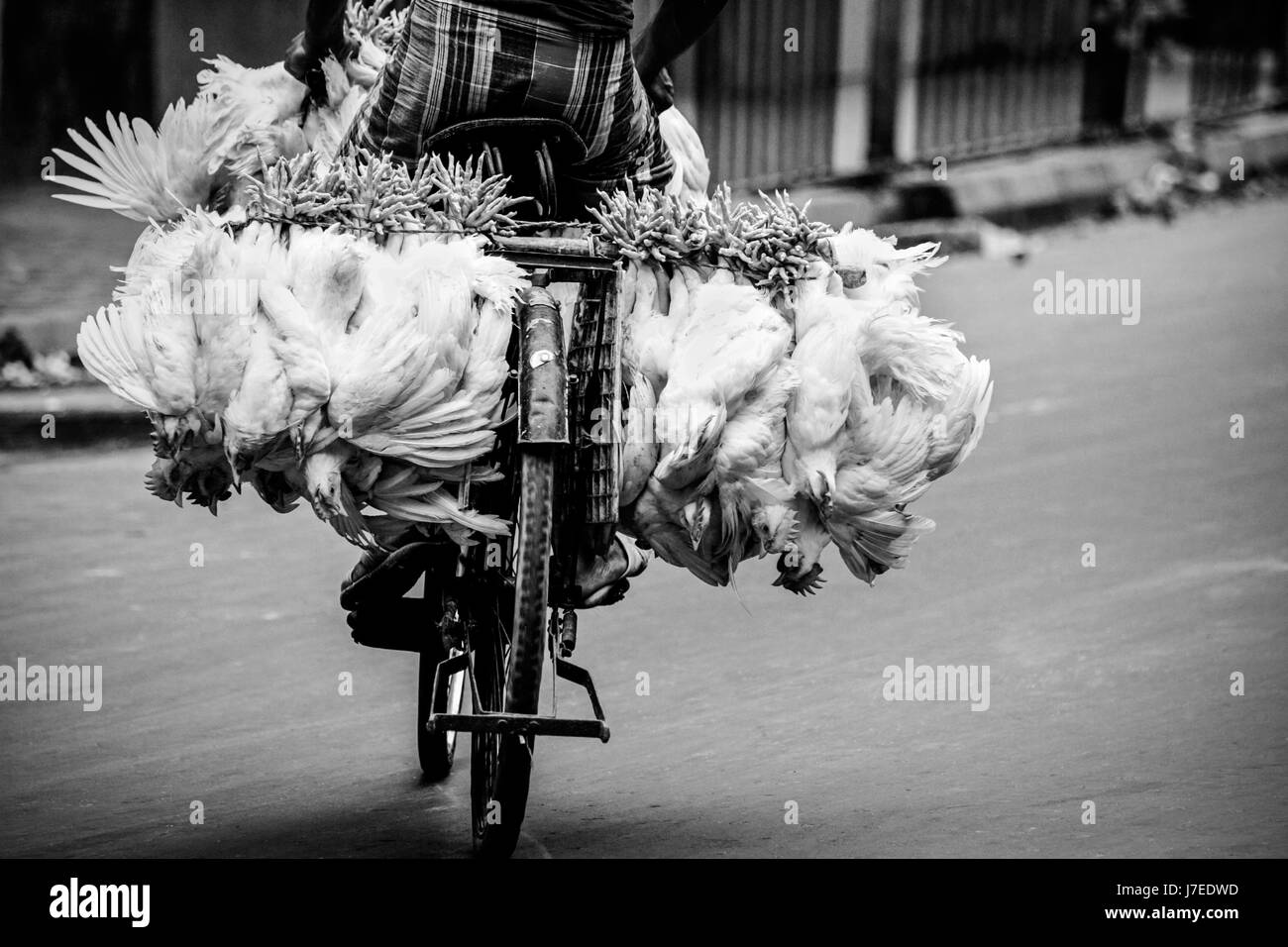 Gritty reportaje en monocromo de indios guy traficando con bicicleta de carretera en la ciudad de Calcuta con gallinas vivas trussed y atados a su bicicleta Foto de stock