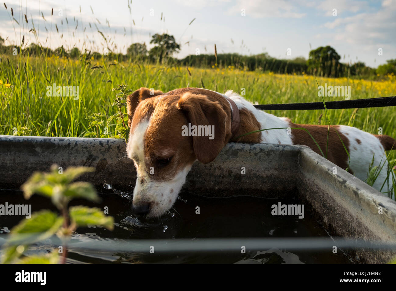 Perro de Agua Potable de un comedero en un campo de agricultores de ranúnculos Foto de stock