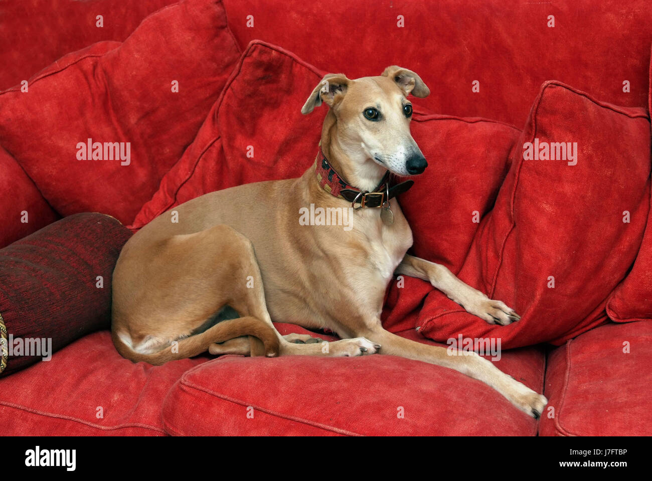 Una whippet, acostado en un sofá rojo entre cojines rojos Foto de stock