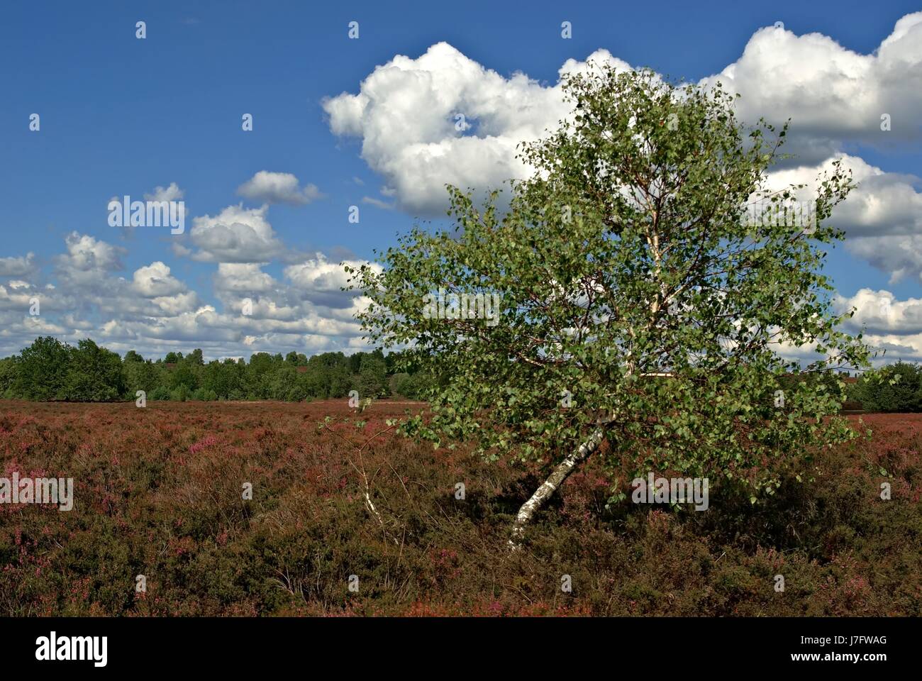 Heath árbol abedul la conservación de la naturaleza de santuario de la naturaleza abedul heath Foto de stock