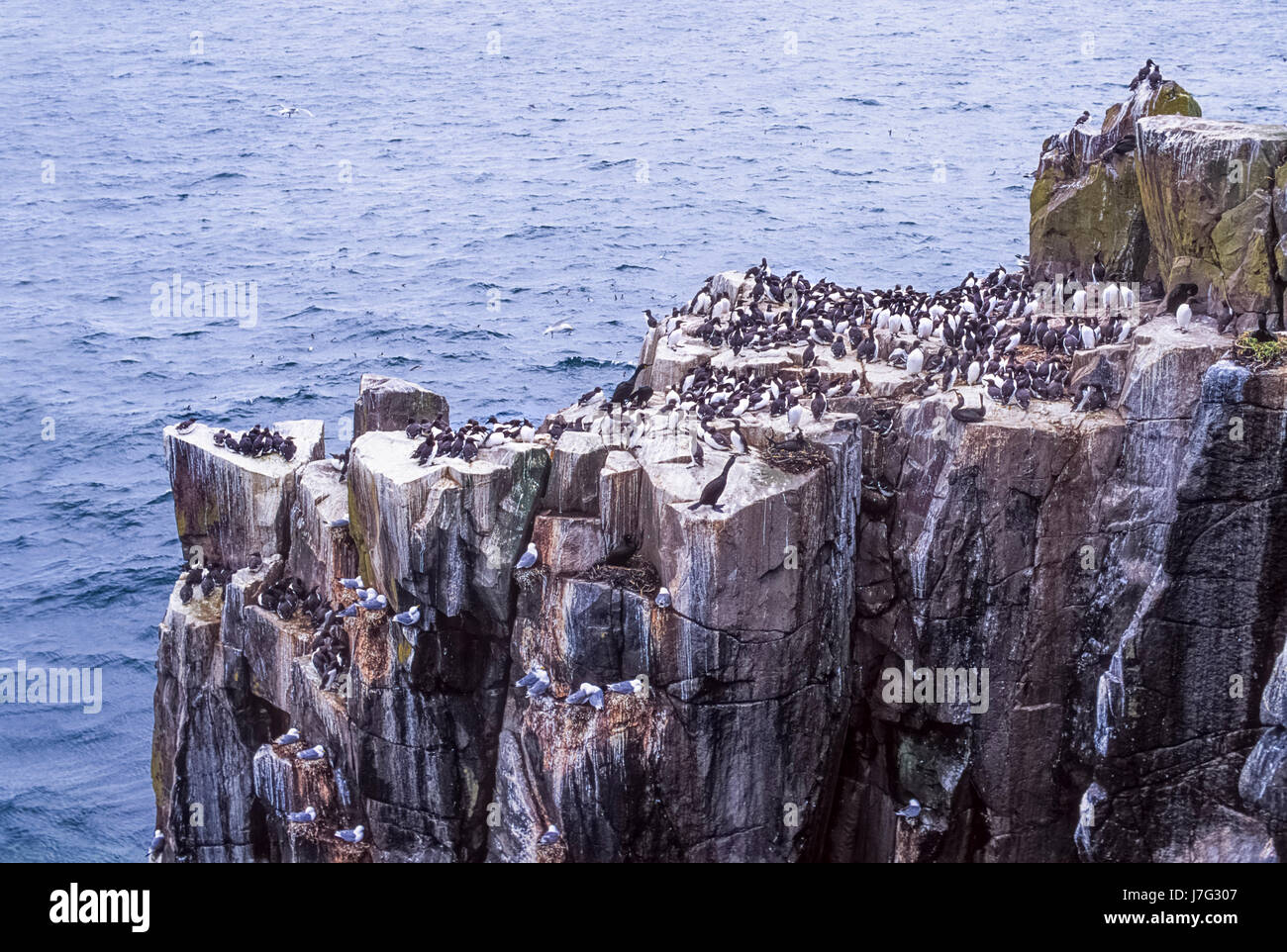 Colonia de aves marinas, con anidamiento murre común o el arao común (Uria aalge), Islas Farne, Reino Unido Foto de stock