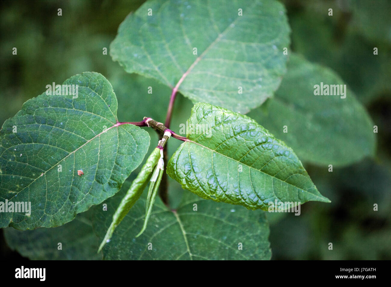 Knotweed Fallopia sachalinensis gigante, Reynoutria sachalinensis, hojas jóvenes, una planta invasora Foto de stock