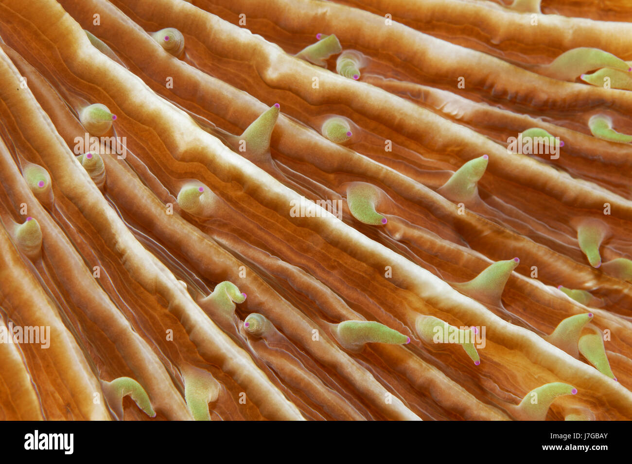 Los pólipos de coral (setas), Raja Ampat Fungiidae Archipiélago, Barat, Papua Nueva Guinea Occidental, Océano Pacífico, Indonesia Foto de stock
